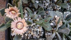 Titanopsis Fulleri Plantefrø til udplantning - 100 stk