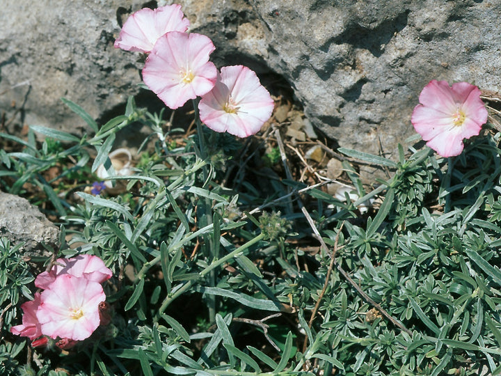 Ackerwinde Blomsterfrø til udplantning - 100 stk