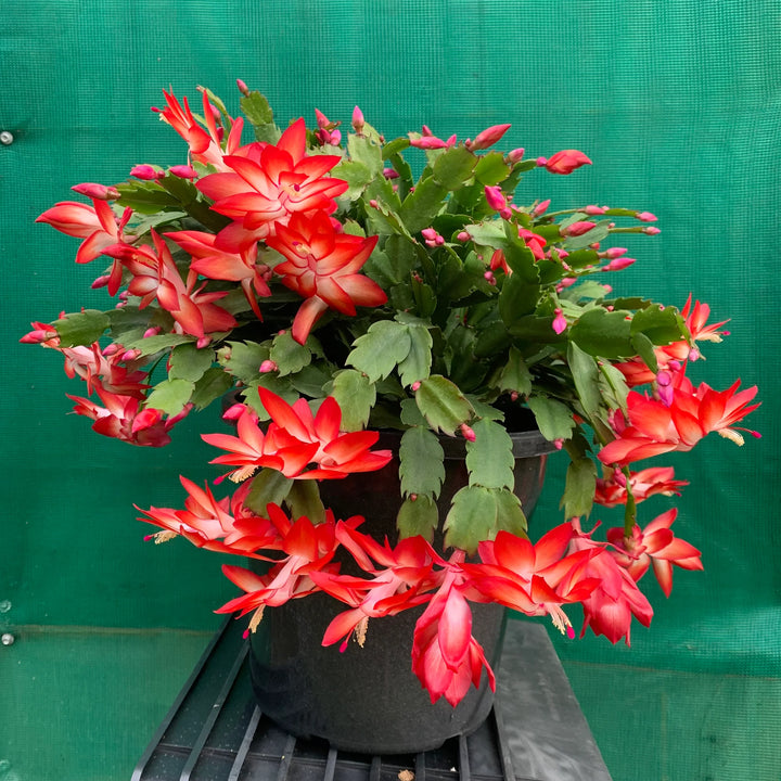 Zygocactus blomsterfrø til udplantning, 100 stk