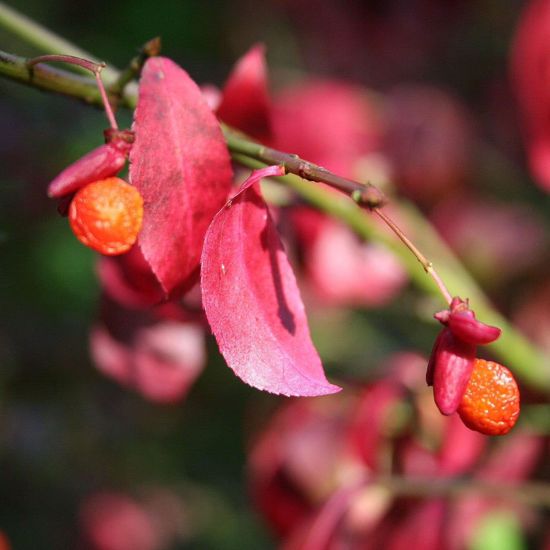 burning bush seeds planting Organic Red Burning Bush Flower Seeds for Planting – Heirloom, Non-GMO – Neeraseeds
