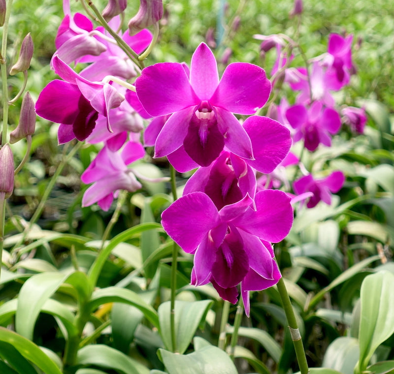 Pink Dendrobium Flower Seeds – Heirloom Non-GMO Orchid Seeds for Elegant Garden Planting