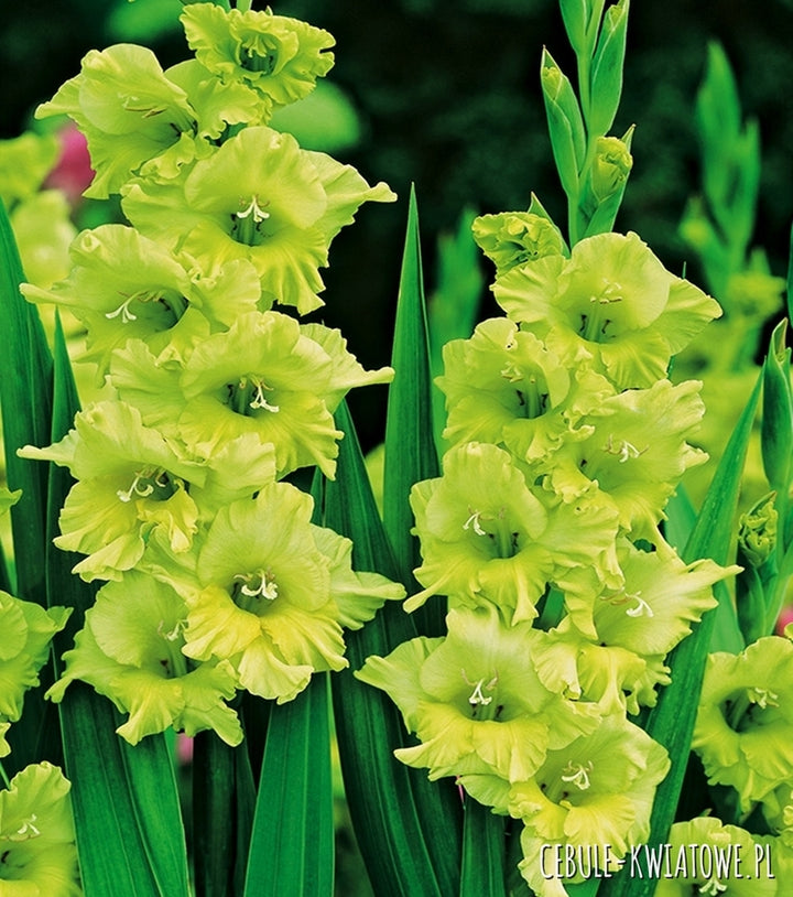 Gladiolus Dark Green Flower Seeds for Planting - 100 pcs