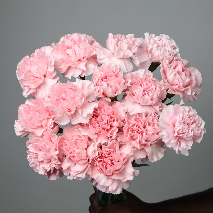 Pink Carnations Flower Seeds for Planting - 100 pcs