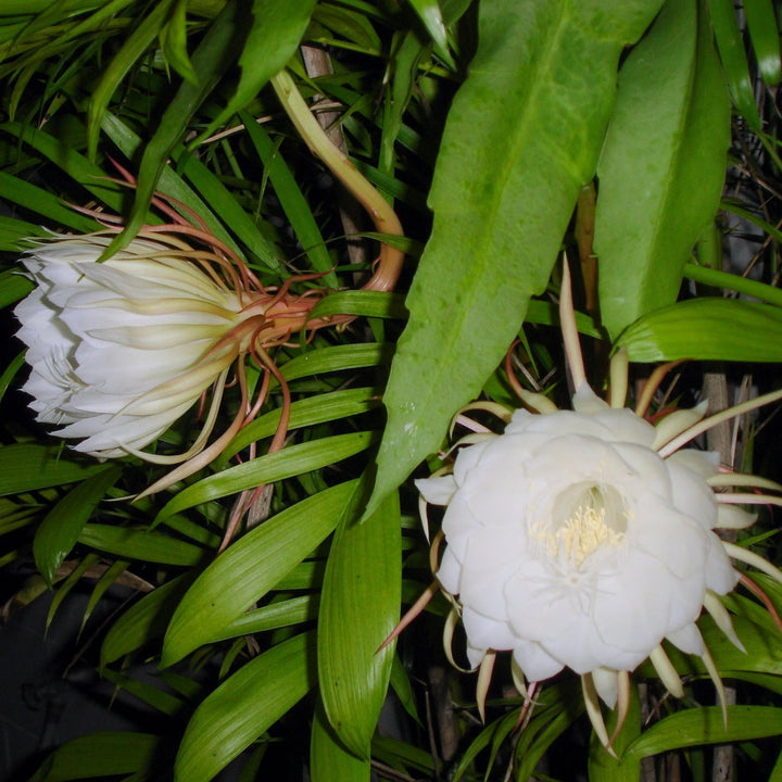 Hvide Epiphyllum Oxypetalum blomsterfrø til udplantning, 100 stk