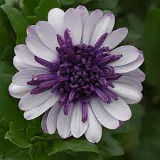 White Purple Omeris Flower Seeds for Planting 100 pcs