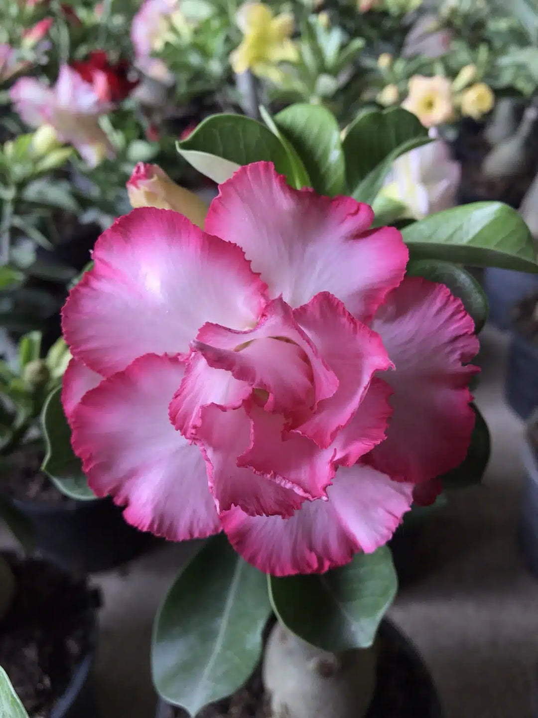 Adenium Obesum Rose Blomsterfrø til udplantning - 100 stk