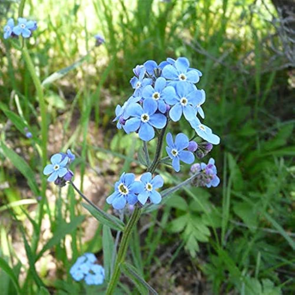 Myosotis Flower Seeds Fresh for Planting 100 pcs