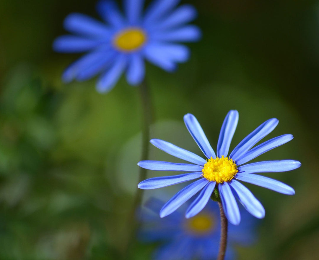 Blå Felicia Amelloides Blomsterfrø til udplantning - 100 stk