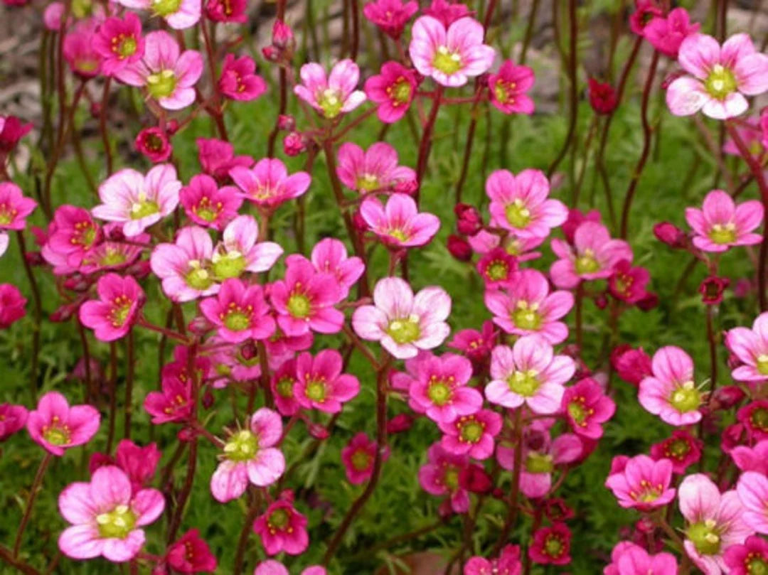 Saxifraga Mos Blomsterfrø til udplantning, 100 stk