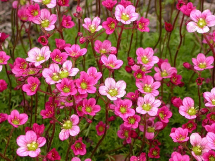 Saxifraga Moss Flower Seeds for Planting, 100 pcs