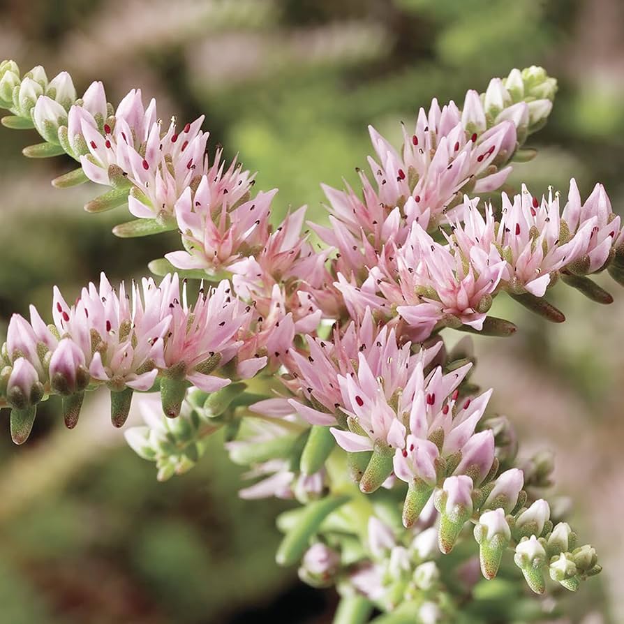 Pink Hvid Sedum Pulchellum Blomsterfrø til udplantning - 100 stk