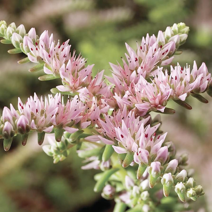 Pink Hvid Sedum Pulchellum Blomsterfrø til udplantning - 100 stk