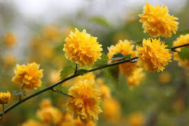 Yellow Kerria Japonica Flower Seeds for Planting - 100 pcs