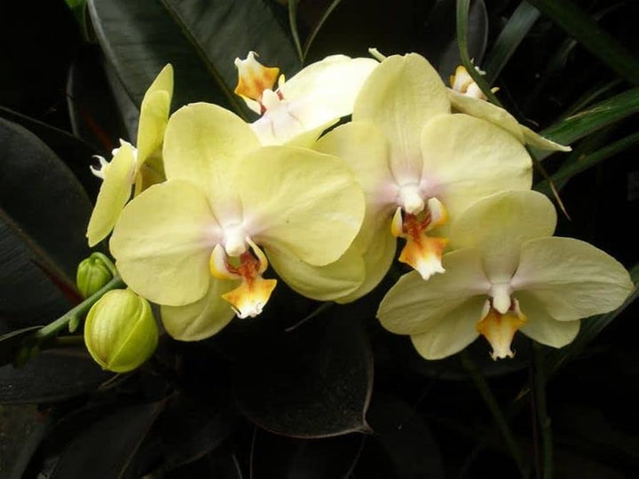 Cream Phalaenopsis Orchid Seeds for Planting - 100 pcs