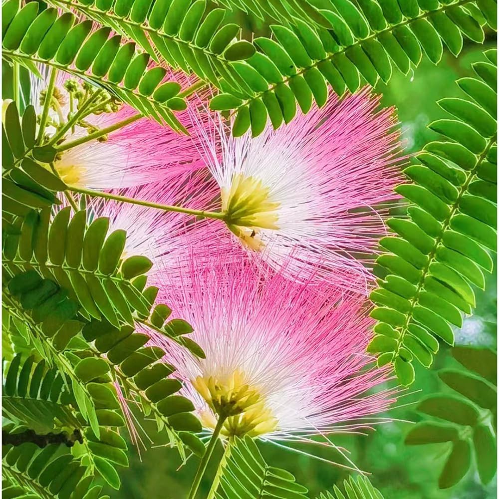 Albizia Flower Seeds for Planting, 100 pcs