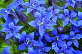 Gentian Flower Seeds for Planting - 100 pcs