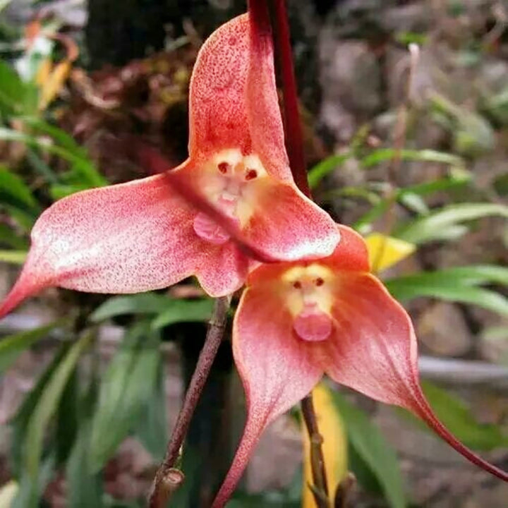 Mixed Monkey Orchid Flower Seeds for Planting - 100 pcs