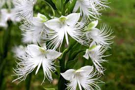 White Egret Orchid Seeds for Planting, 100 pcs