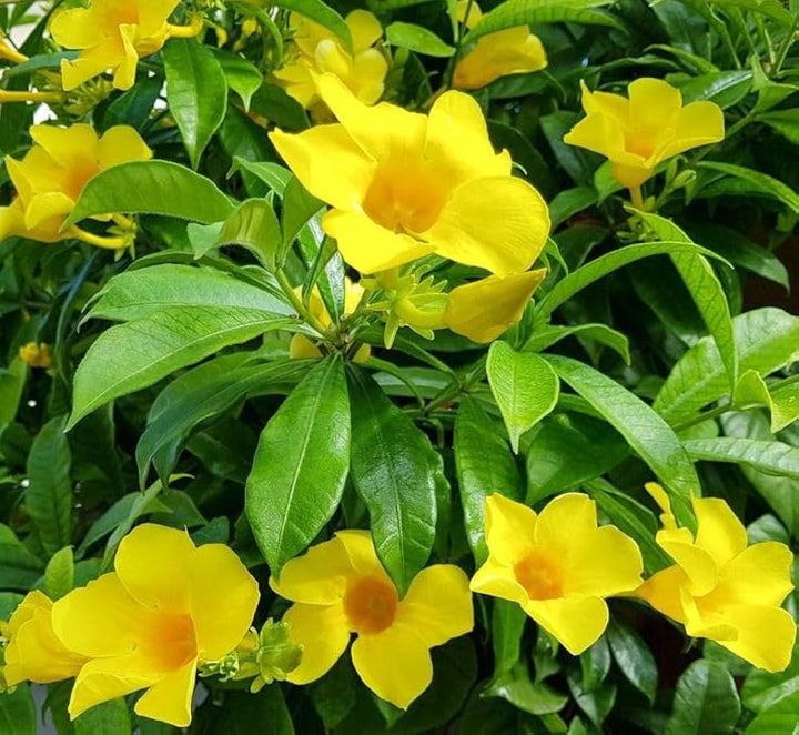 Beautiful Allamanda Seeds for Potted Planting - 100 pcs