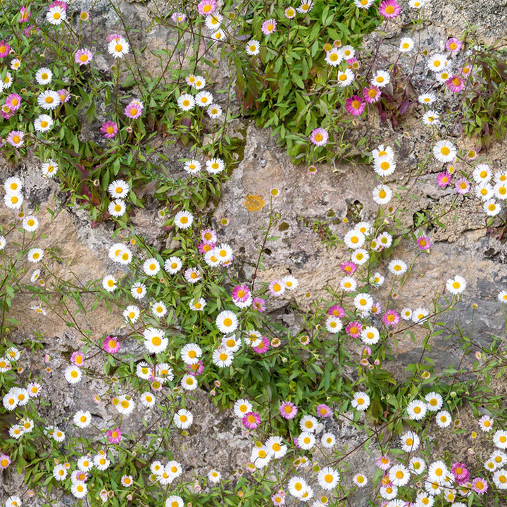 Mixed Erigeron Flower Seeds for Planting, 100 pcs