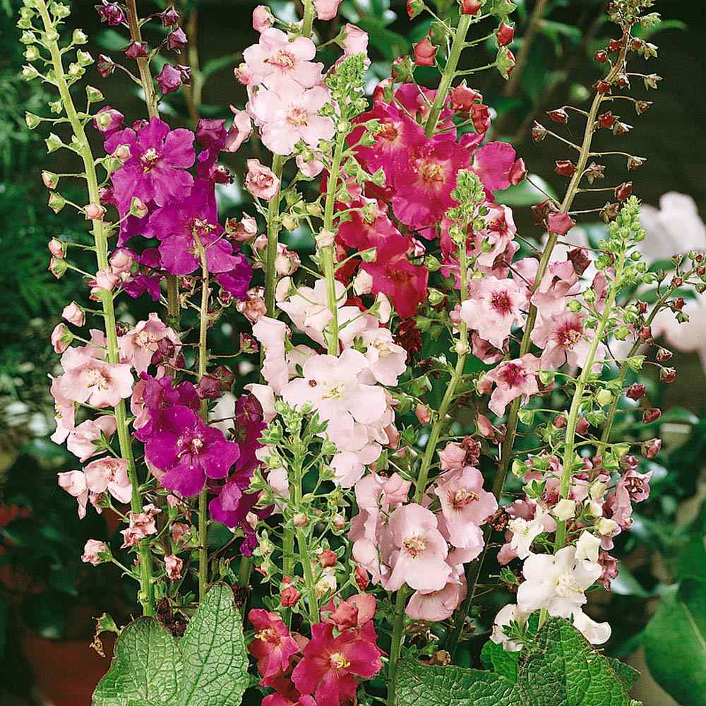Heirloom Oxtail Verbascum Flower Seeds, Non-GMO Tall Spiked Blooms for Cottage and Wildflower Garden Planting
