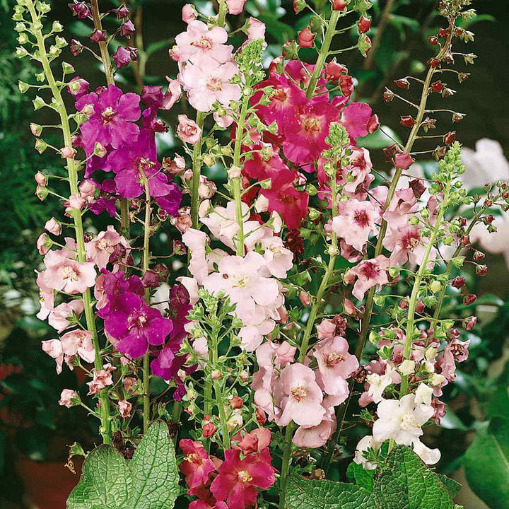 Heirloom Oxtail Verbascum Flower Seeds, Non-GMO Tall Spiked Blooms for Cottage and Wildflower Garden Planting