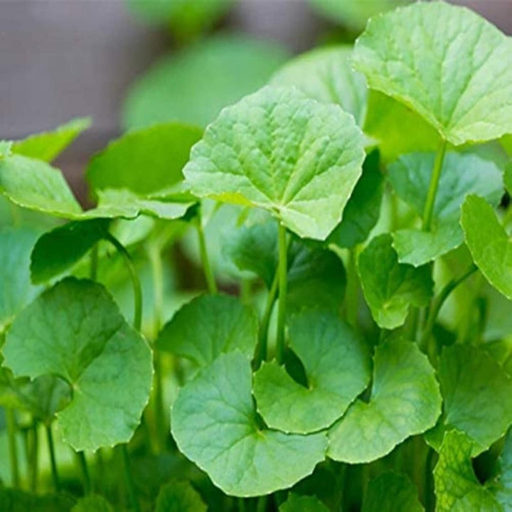 Heirloom Non-GMO Centella Herb Seeds for Medicinal Garden and Home Planting