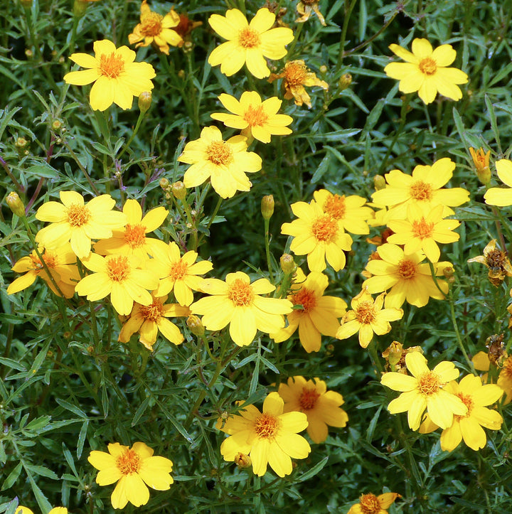 Yellow Lemmon Marigold Seeds for Planting 100 pcs