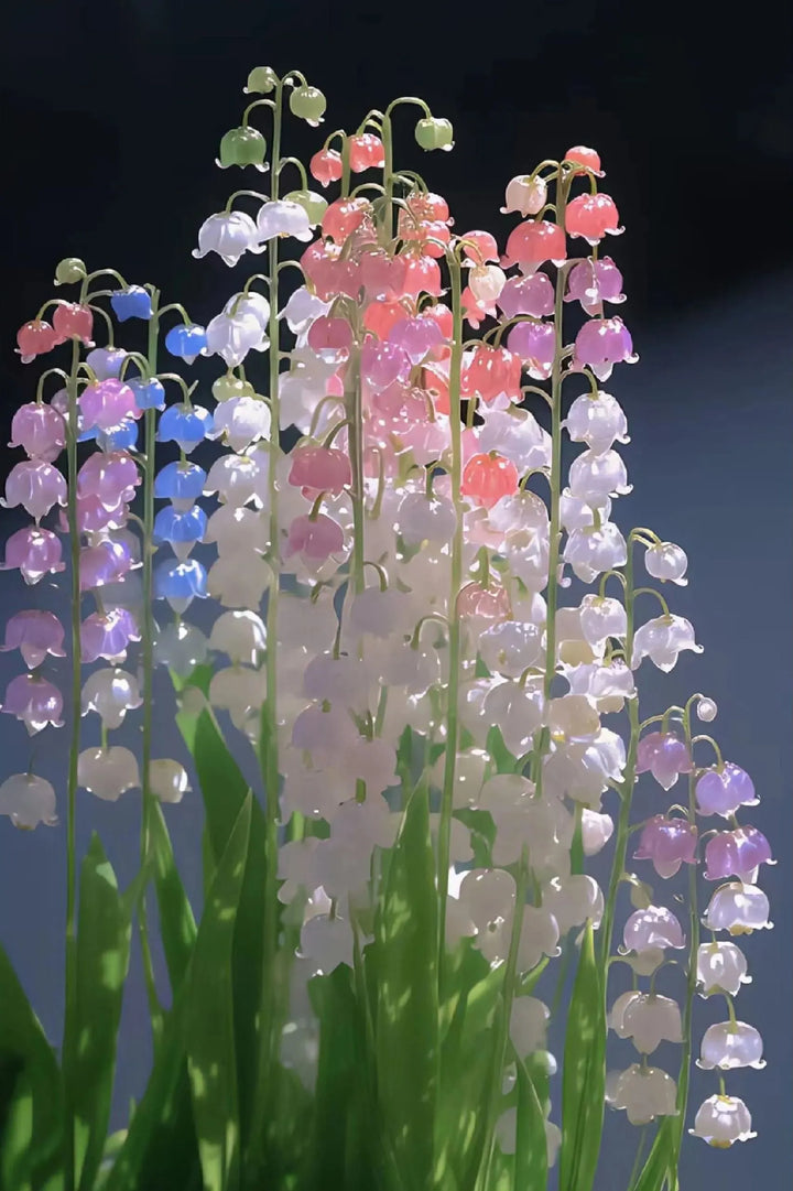 Mixed Bell Orchid Seeds for Planting - 100 pcs