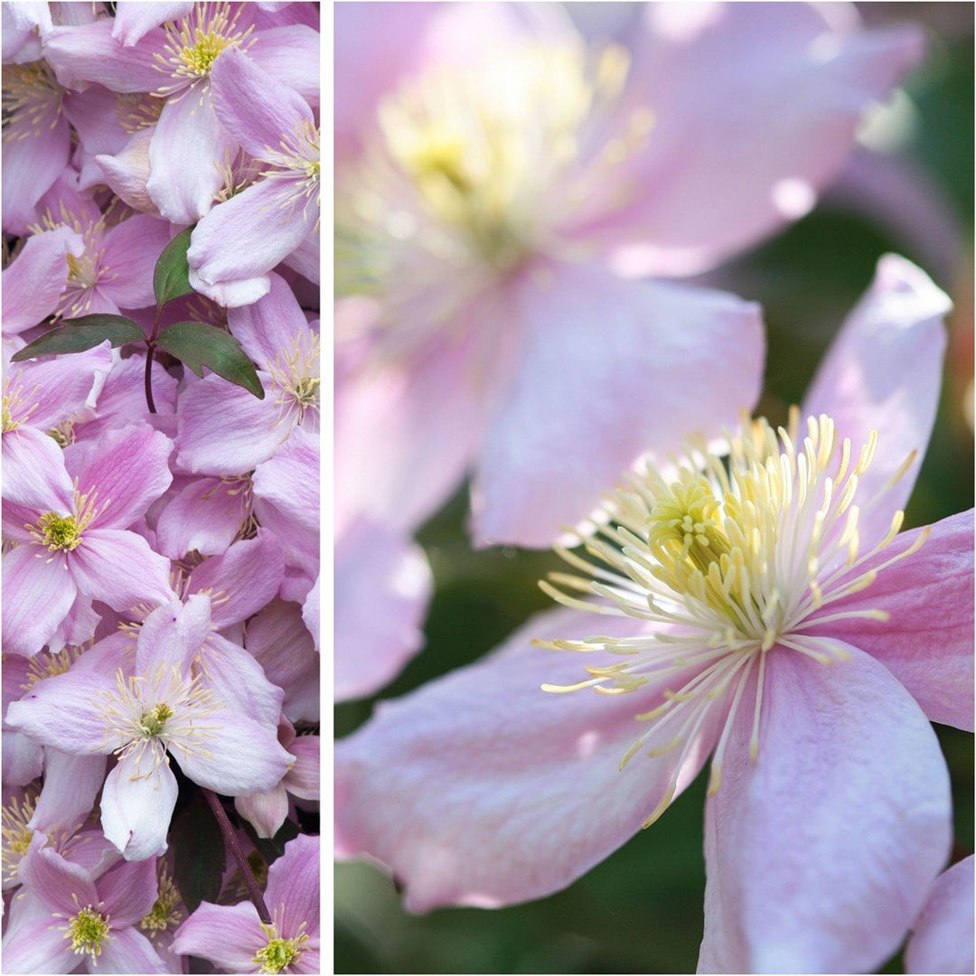 Clematis Montana Blomsterfrø til udplantning, 100 stk