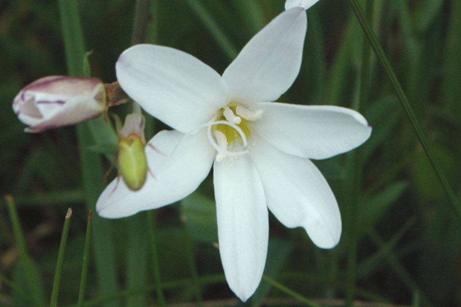 Heirloom Non-GMO White Sparaxis Flower Seeds for Garden Planting – Star-Shaped Spring Blooms