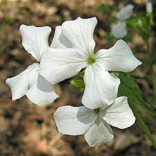 Hvide Lunaria blomsterfrø til udplantning - 100 stk