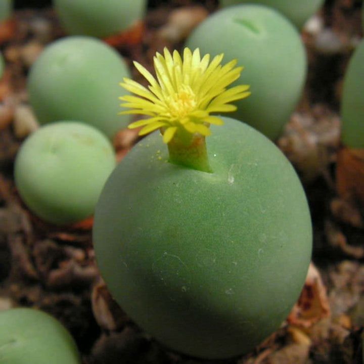 Conophytum Calculus Seeds for Planting – Organic, Heirloom, Non-GMO Rare Succulent Seeds