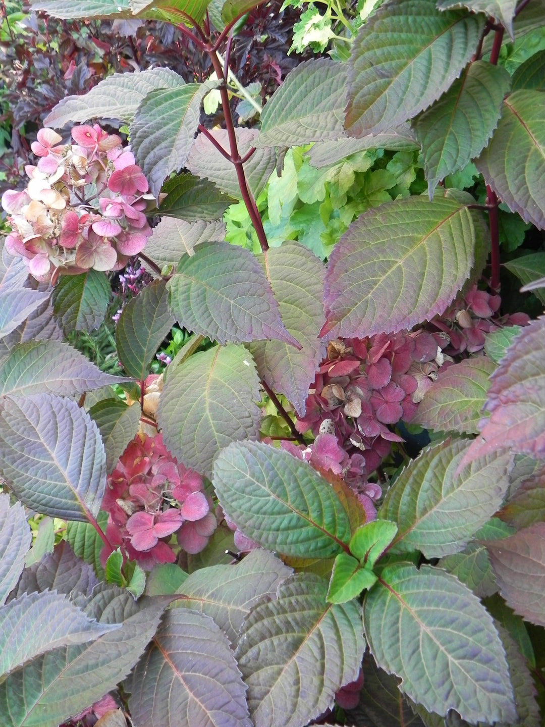 Grøn Rød Hortensia Blomsterfrø til udplantning - 100 stk