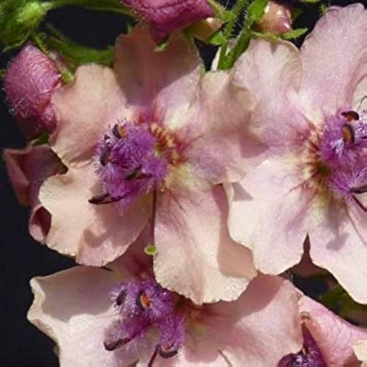 Cream Verbascum Flower Seeds for Planting - 100 pcs