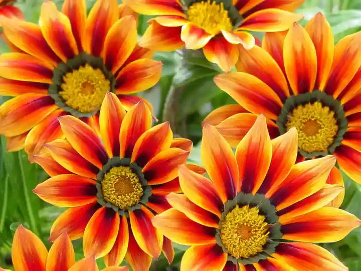 Gray Gazania Flower Seeds for Planting - 100 pcs