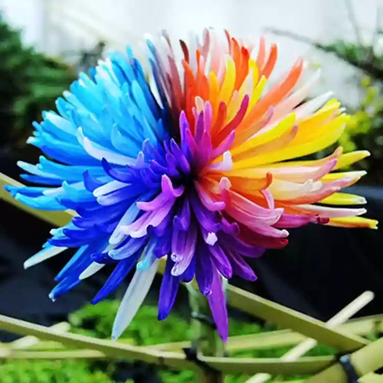 Chrysanthemum Rainbow Flower Seeds for Planting - 100 pcs