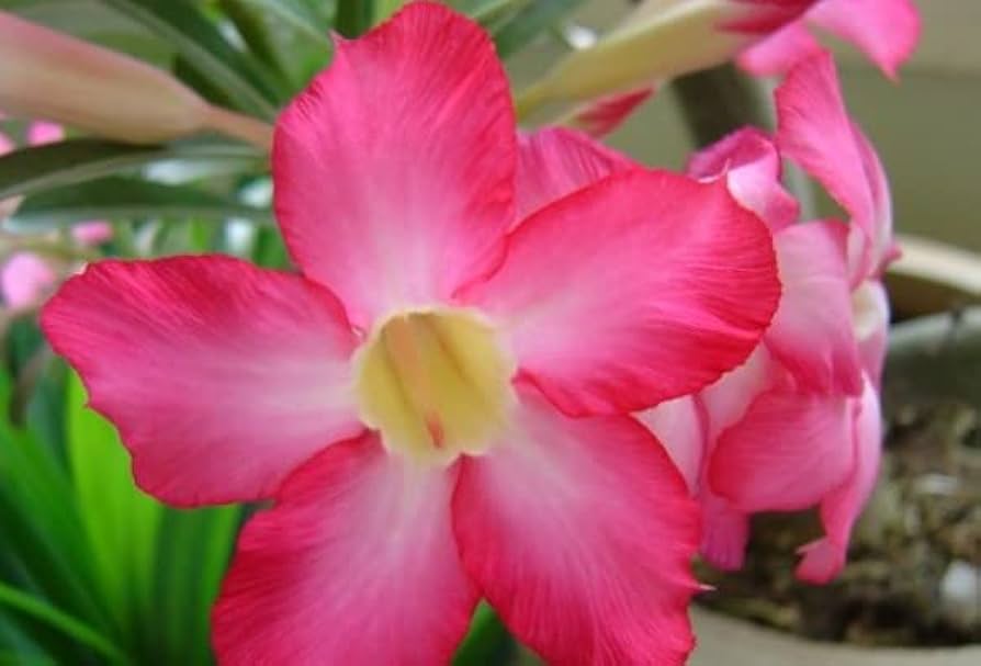 Pink Obesum Flower Seeds for Planting - 100 pcs