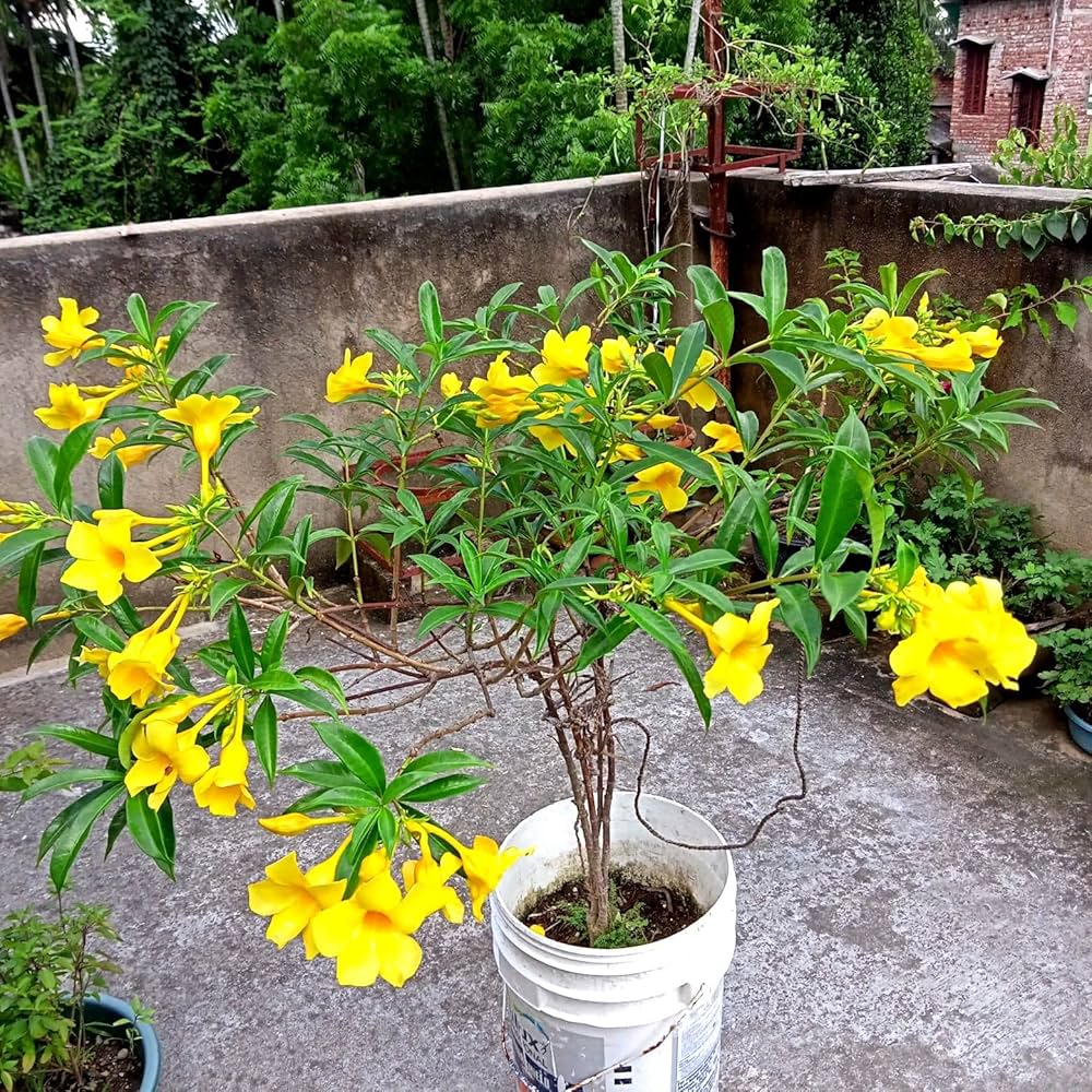yellow bell flower seeds Heirloom Pentalinon Luteum Flower Seeds, Non-GMO Yellow Allamanda Bloo – Neeraseeds