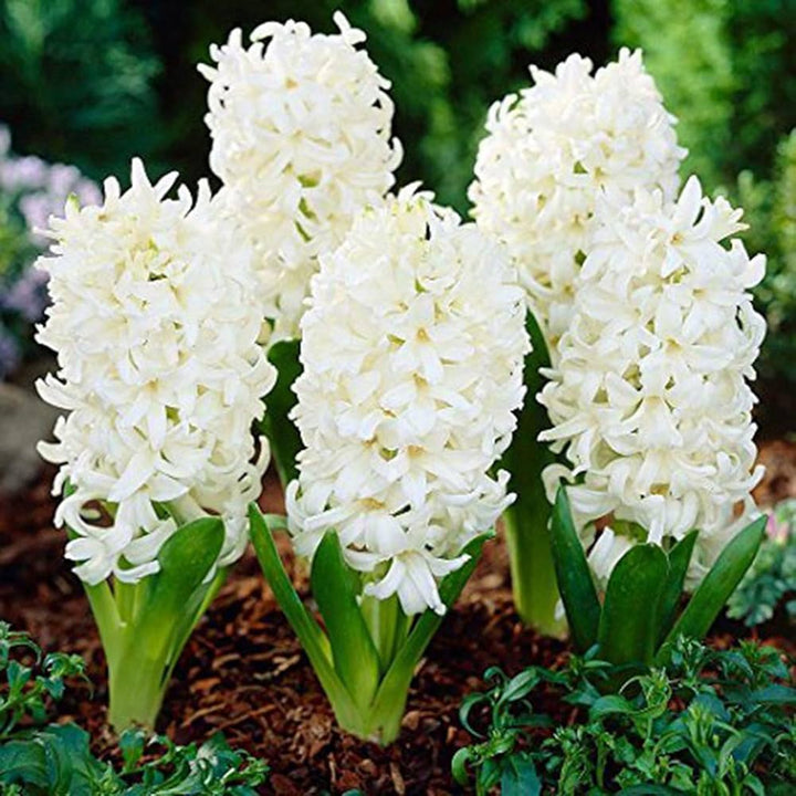 Hyacinthus Orientalis White Flower Seeds for Planting – Heirloom, Non-GMO, Organic Garden Seeds