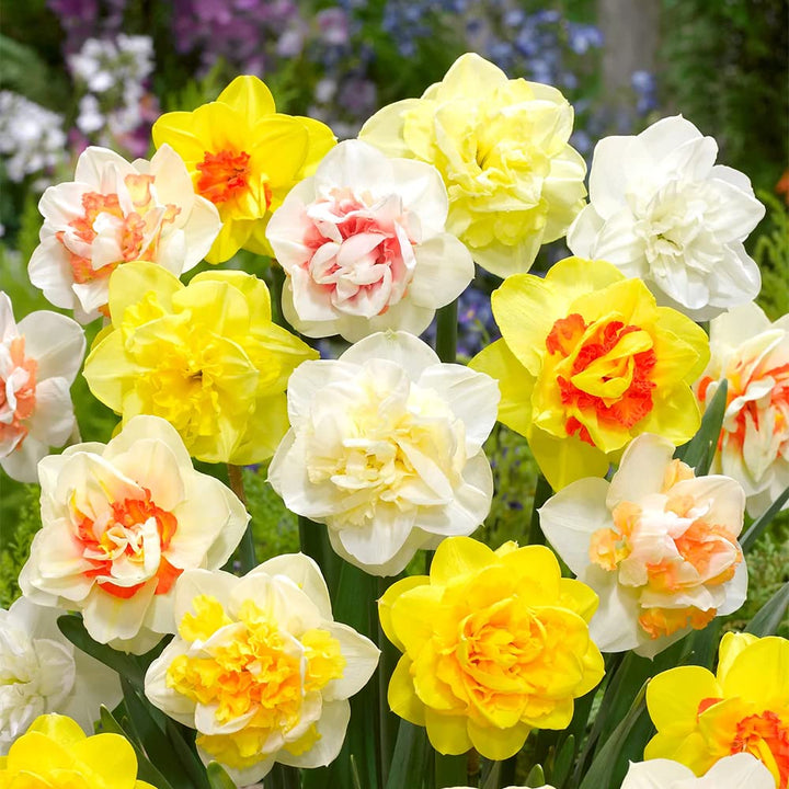 Mixed Daffodil Narcissus Flower Seeds for Planting – Heirloom, Non-GMO, Vibrant Blooms