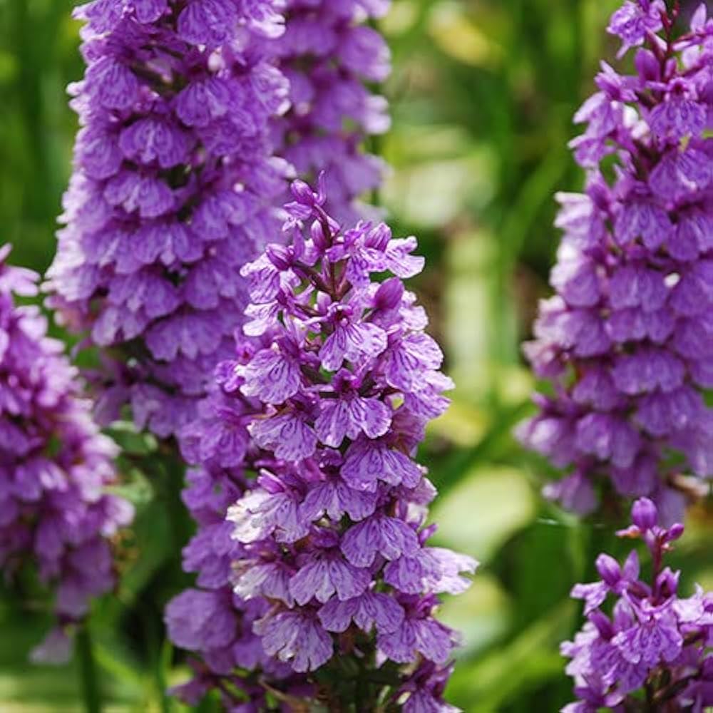 Dactylorhiza Flower Seeds for Planting, 100 pcs