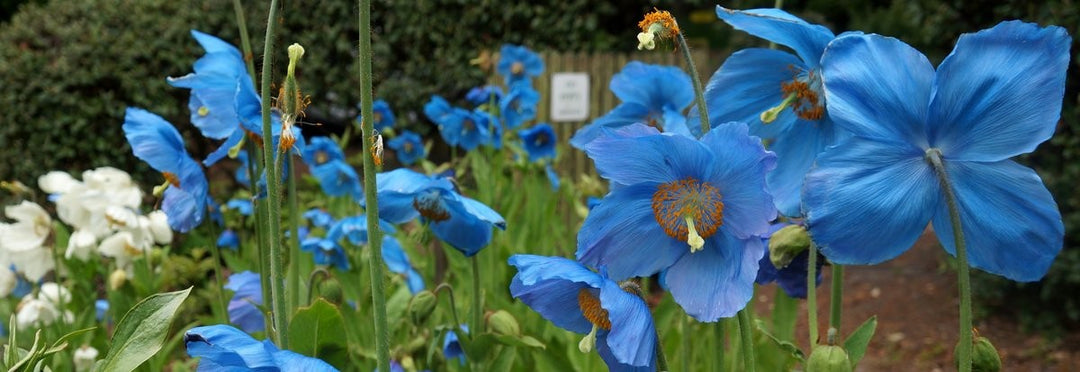 Fresh Meconopsis Flower Seeds for Planting - 100 pcs