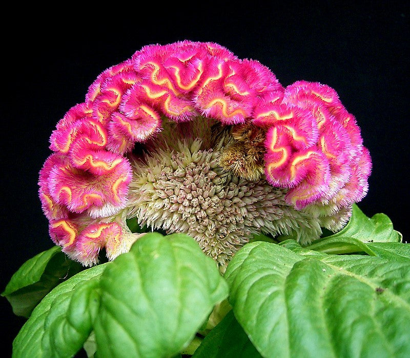 Cristata Flower Seeds – Heirloom Non-GMO Celosia Blooms for Colorful Garden Planting