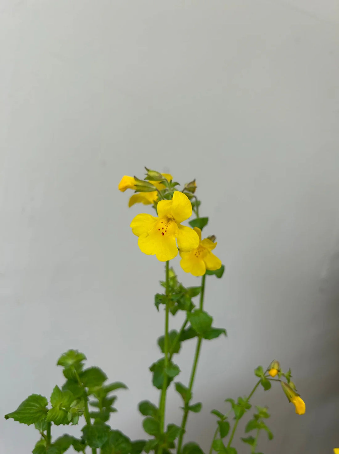 Gule Mimulus Guttatus blomsterfrø til udplantning - 100 stk