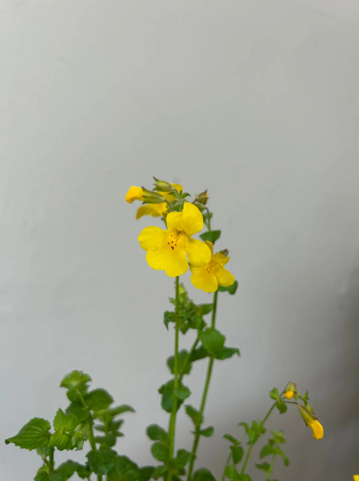 Yellow Mimulus Guttatus Flower Seeds for Planting - 100 pcs