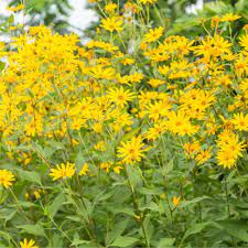 Topinambur blomsterfrø til plantning - 100 stk