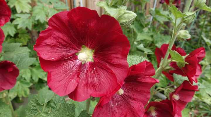 Red Hollyhock Alcea Flower Seeds for Planting - 100 pcs