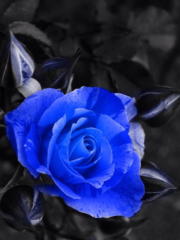 Rose Flower Seeds for Planting – Heirloom, Non-GMO Seeds for Beautiful Garden Blooms