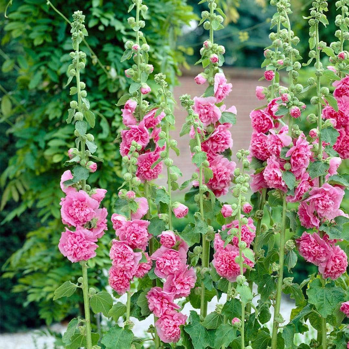 Mallow Alcea Rosea Blomsterfrø til udplantning - 100 stk